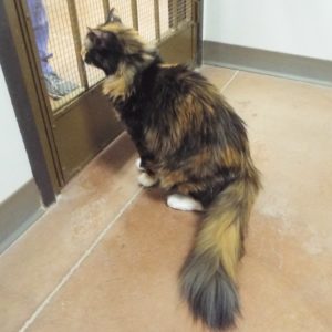 Picture of Kiara