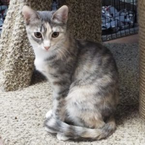 Picture of Kumquat