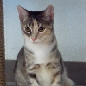 Picture of Kumquat
