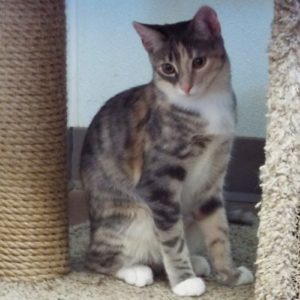 Picture of Kumquat