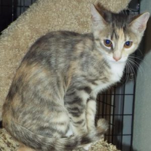 Picture of Kumquat