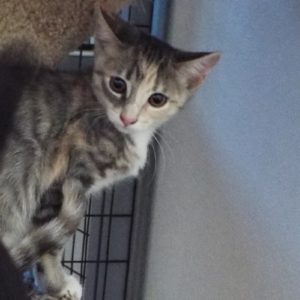 Picture of Kumquat