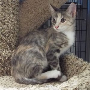 Picture of Kumquat