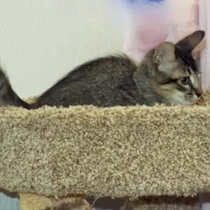 Picture of Lemon