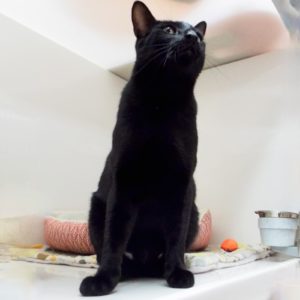 Picture of Licorice
