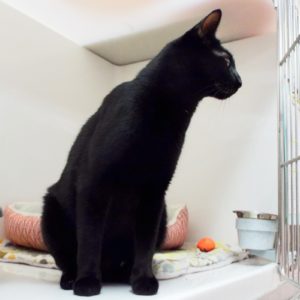 Picture of Licorice