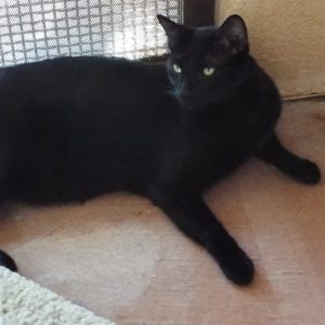 Picture of Licorice