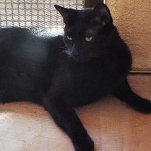 Picture of Licorice