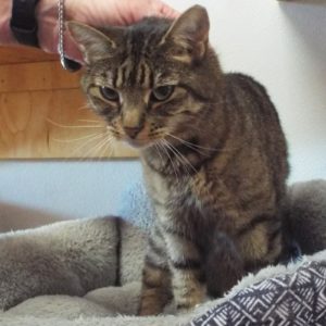 Picture of Mickey