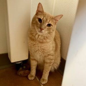 Picture of Mustang