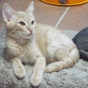 Picture of Mustang