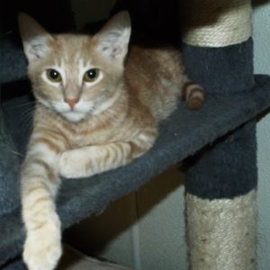 Picture of Palomino