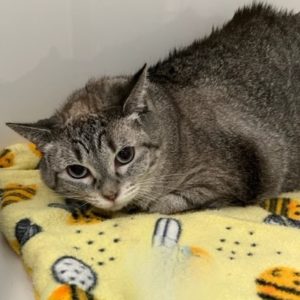 Picture of Pizmo (R.B.)