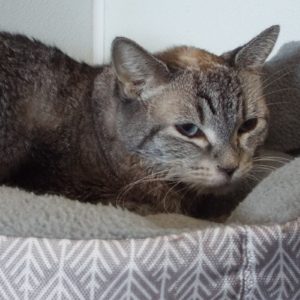 Picture of Pizmo (R.B.)