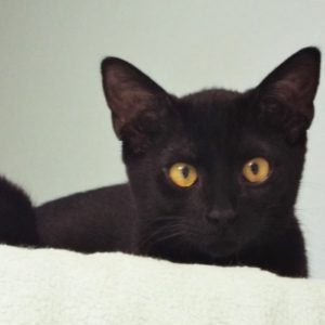 Picture of Ritzy