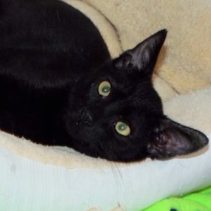 Picture of Ritzy