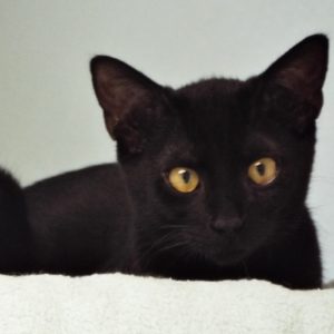 Picture of Ritzy