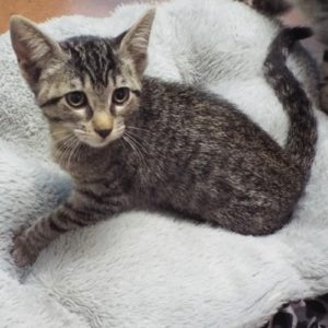 Picture of Ruffle