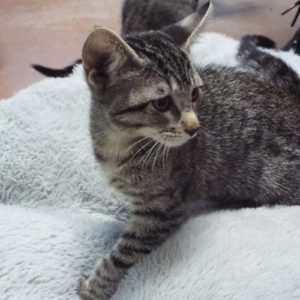 Picture of Ruffle