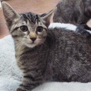 Picture of Ruffle