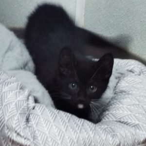 Picture of Skippy