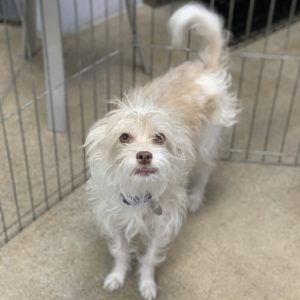 Picture of Skye