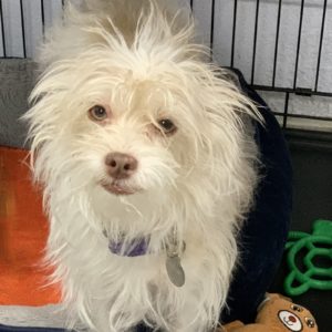Picture of Skye