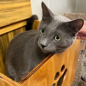 Picture of Smokey