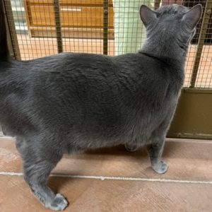 Picture of Smokey