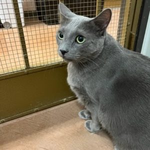 Picture of Smokey