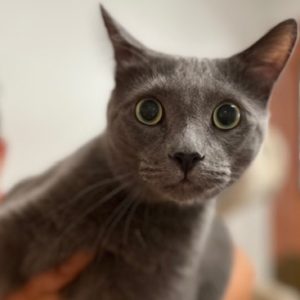 Picture of Smokey