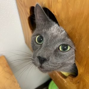 Picture of Smokey