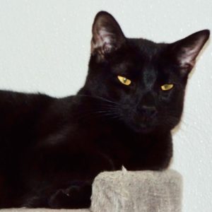 Picture of Swanky