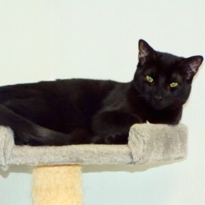 Picture of Swanky