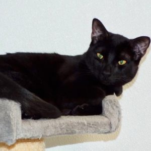 Picture of Swanky