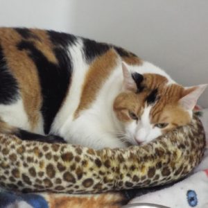 Picture of Sweet Pea