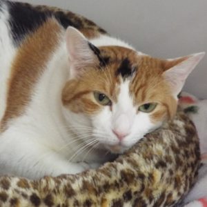 Picture of Sweet Pea
