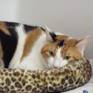 Picture of Sweet Pea