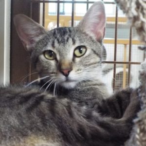 Picture of Tango