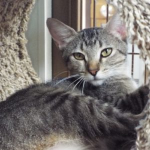 Picture of Tango
