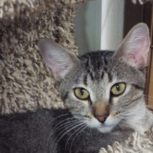 Picture of Tango