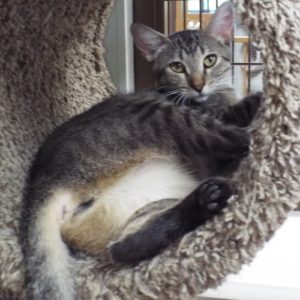Picture of Tango