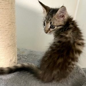 Picture of Tassle