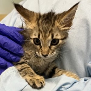 Picture of Tassle