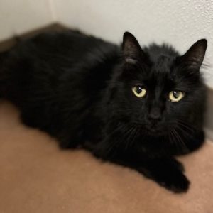 Picture of Toeby
