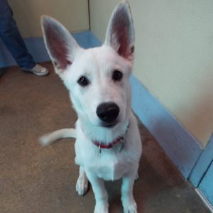 Picture of Whitey