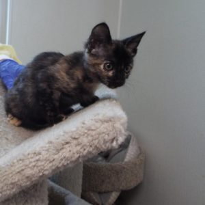 Picture of Addison