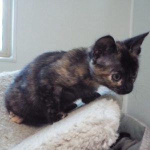 Picture of Addison