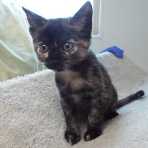Picture of Addison