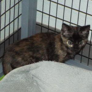 Picture of Addison